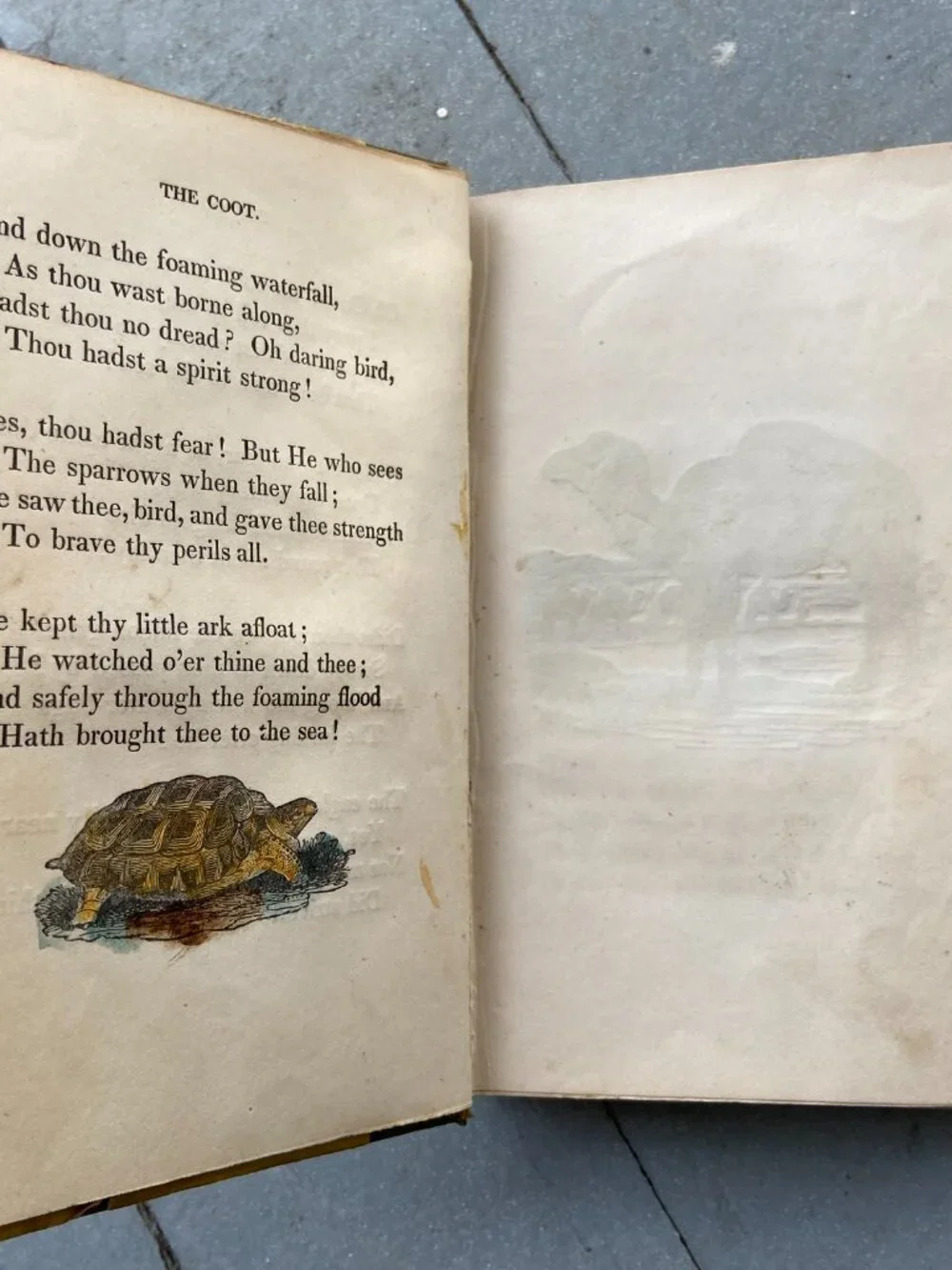 Antique 1847 Mary Howitt Sketches of Natural History Victorian Illustrated Book